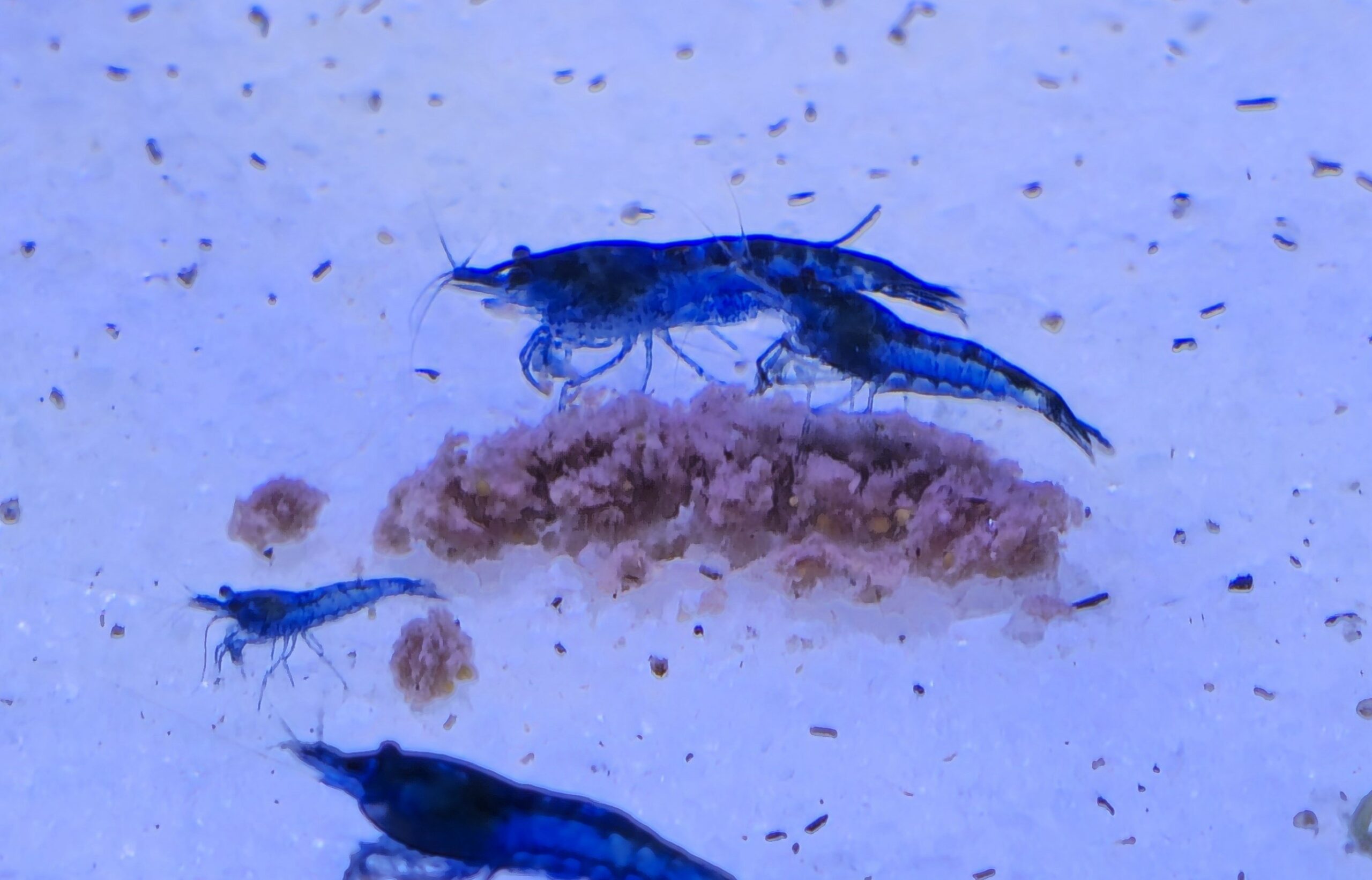 1000145322-scaled.jpg Blue Dream Shrimp X10 - Image 1