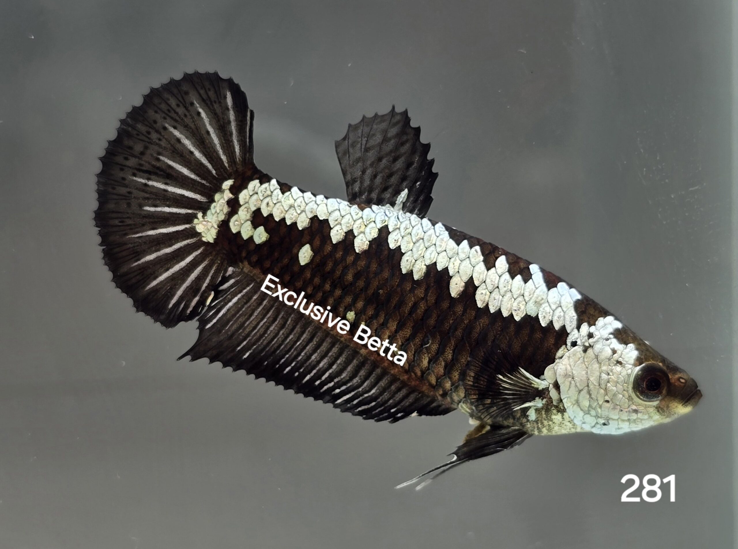 1000214757-scaled.jpg Plakat Samurai (F) - Image 1