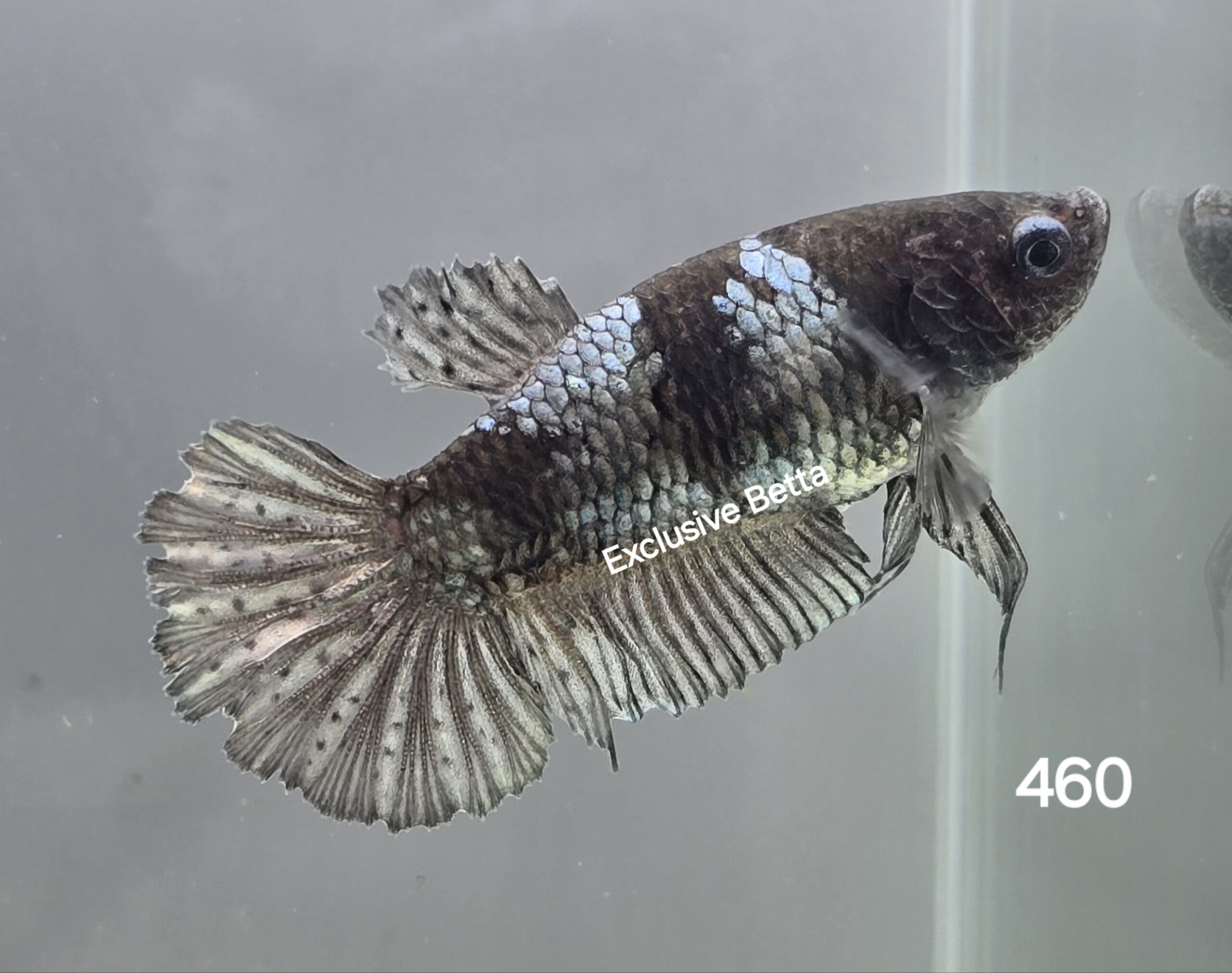 1000225478-scaled.jpg Plakat Copper (F) - Image 1