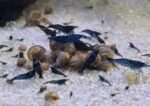 Blue Dream Shrimp X10 - Image 2