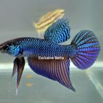 Smaragdina Guitar (M)