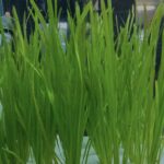 Vallisneria