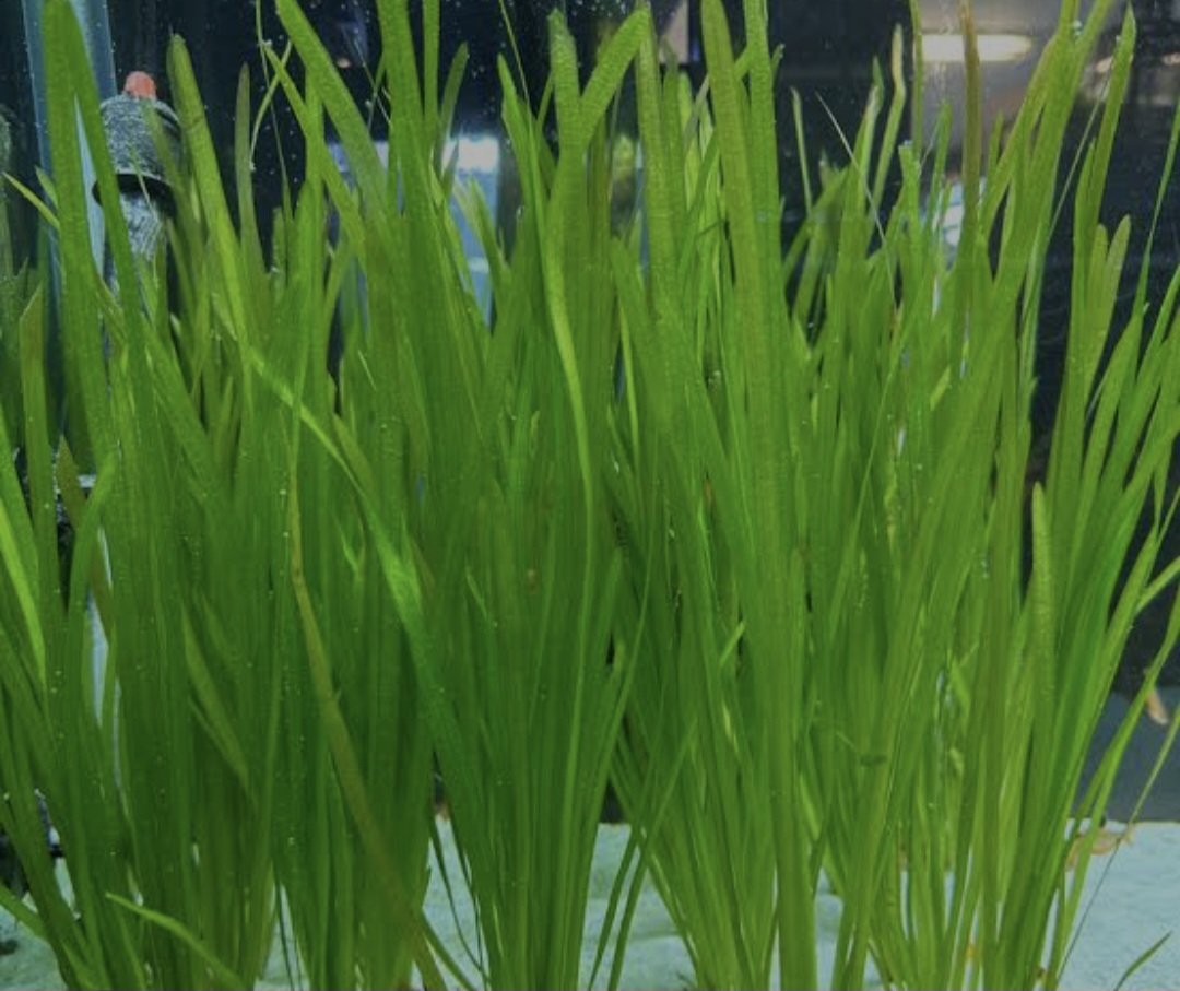 2024/07/1000598544.jpg Vallisneria - Image 1