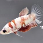 Plakat Galaxy Koi (F)