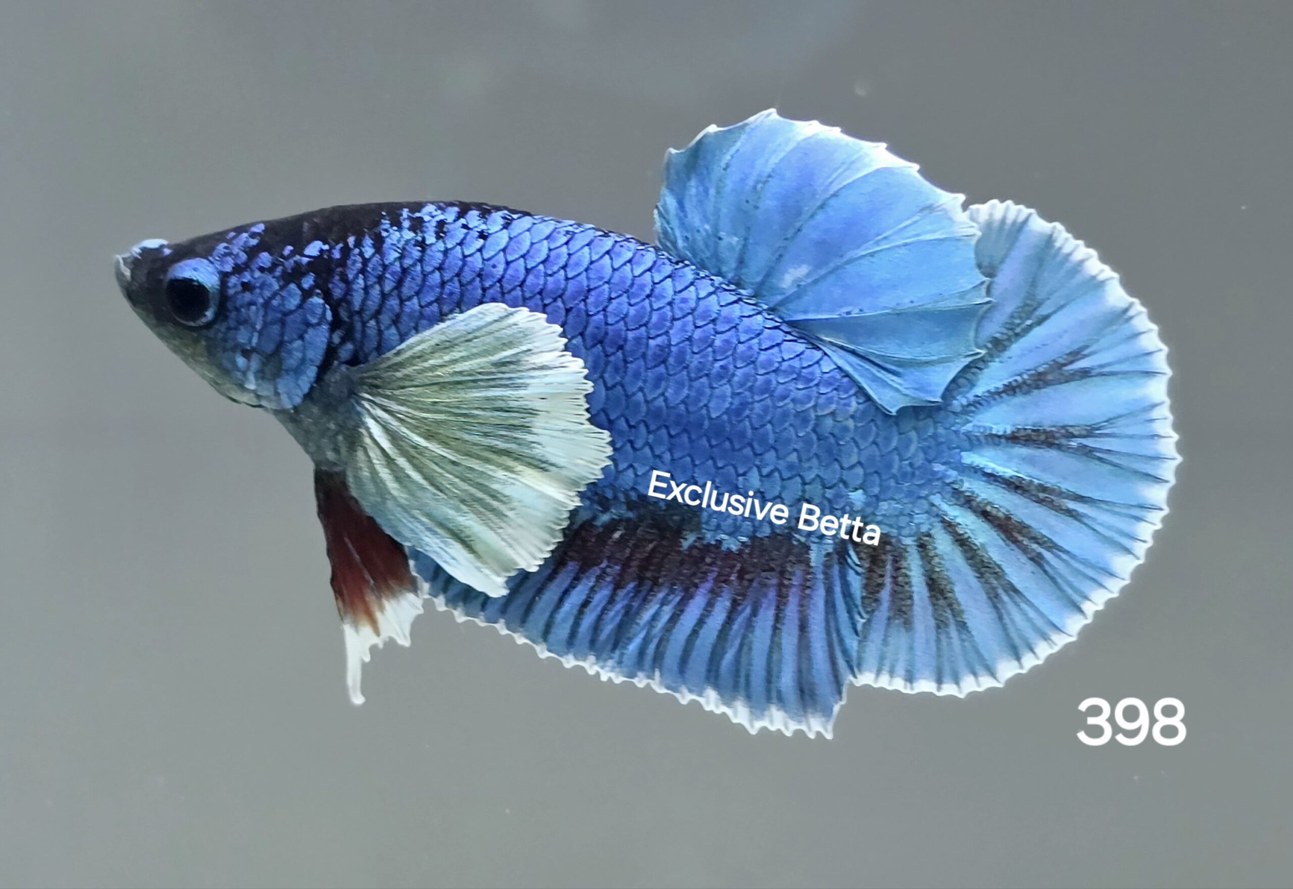 1000285663-scaled.jpg Plakat Dumbo (M) - Image 1