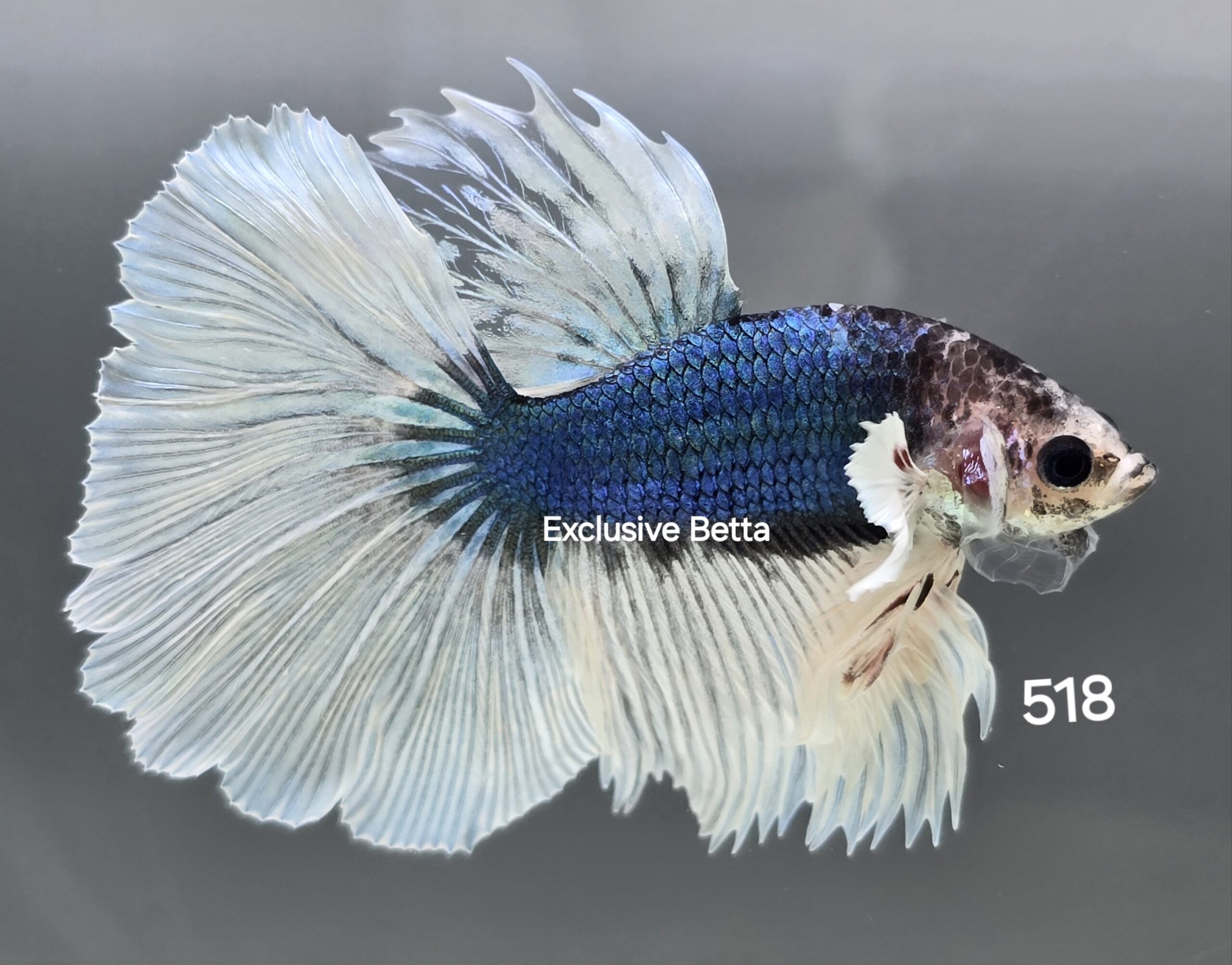 1000286025-scaled.jpg Halfmoon Dumbo (M) - Image 1