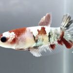 Plakat Galaxy Koi (F)