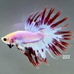 Crowntail (M)
