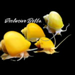 Golden Apple Snails