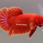 Plakat Super Red (M)