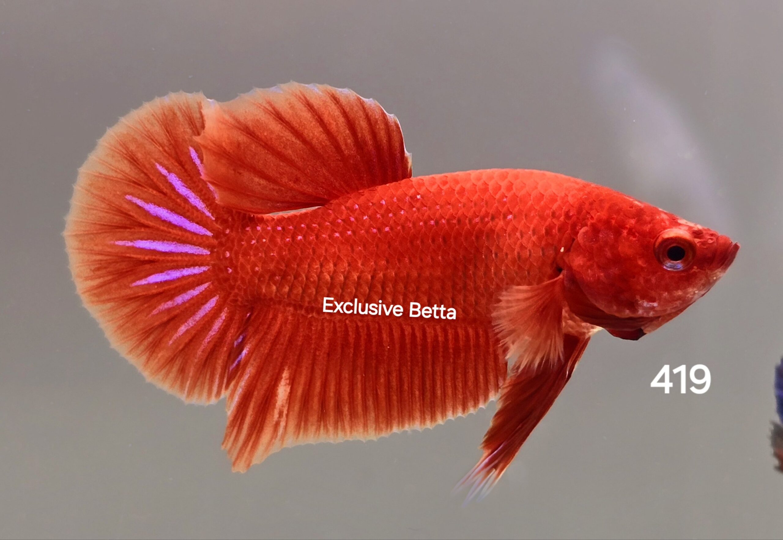 1000326180-scaled.jpg Plakat Super Red (M) - Image 1