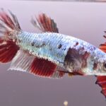 Plakat Copper Koi (F)