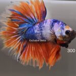 Halfmoon Multicolour (M)