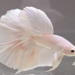 Halfmoon Platinum (M)