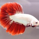 Halfmoon Red Dragon (M)