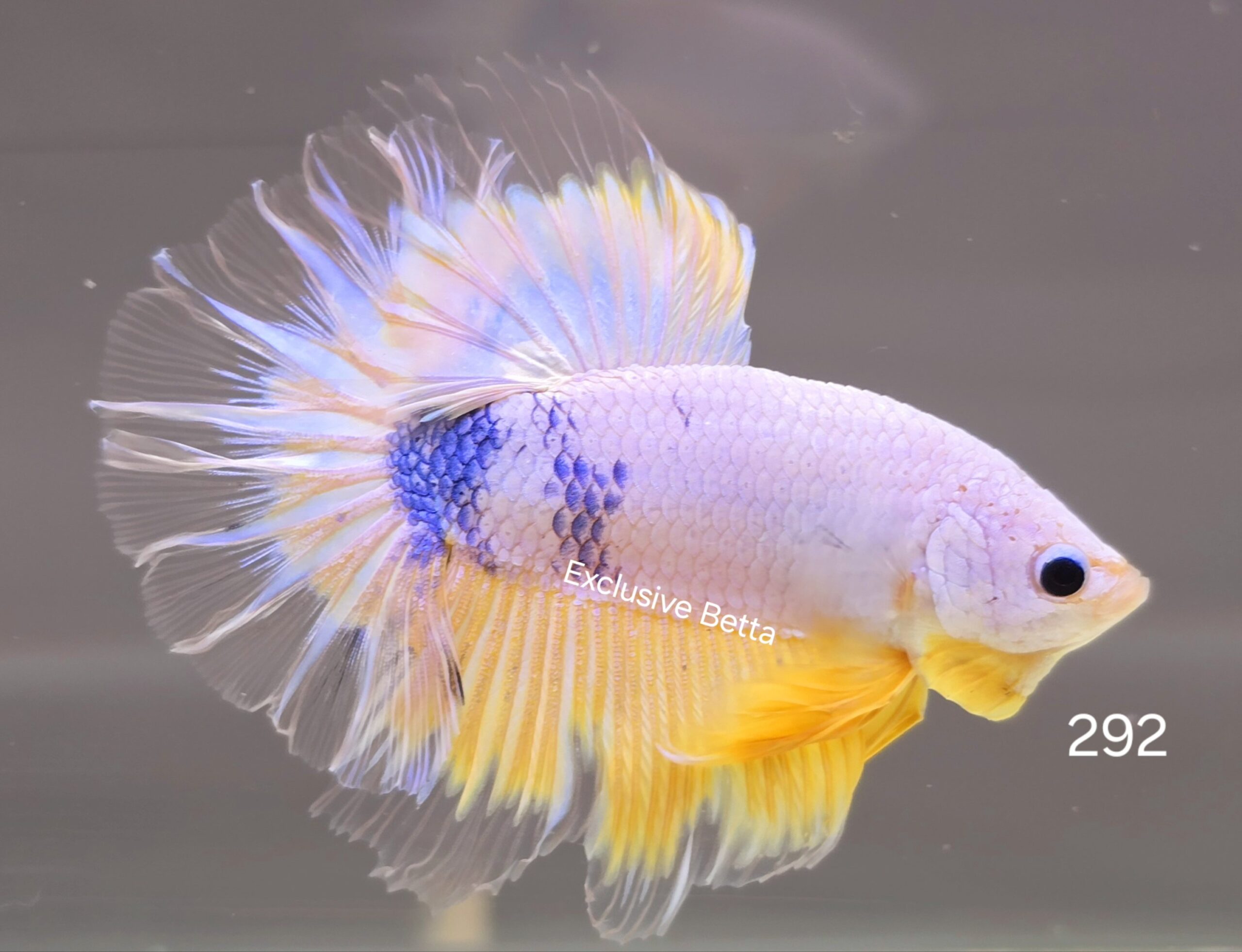 1000387465-scaled.jpg Halfmoon Fancy (M) - Image 1