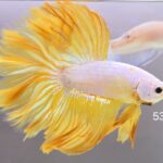 Halfmoon Yellow Dragon (M)