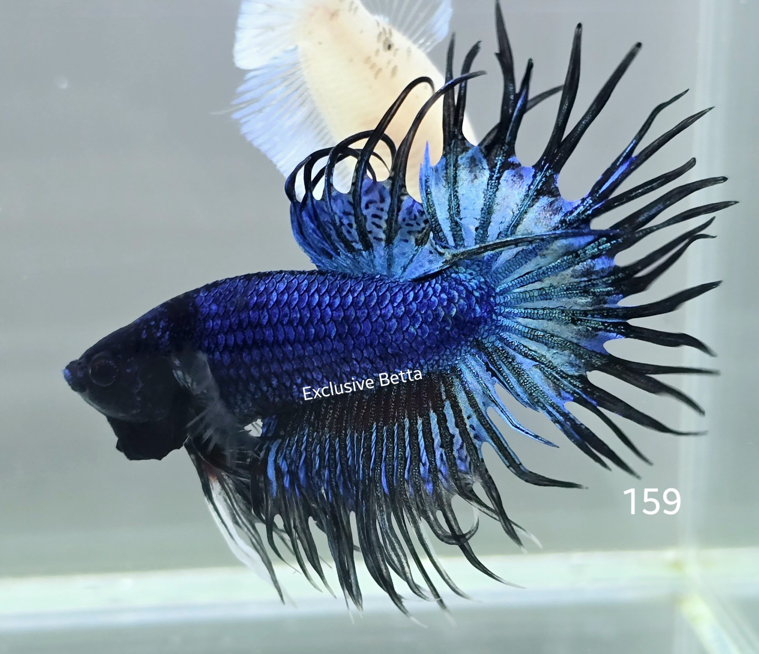 1000391955-scaled.jpg Crowntail (M) - Image 1