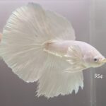 Halfmoon Platinum Dumbo (M)