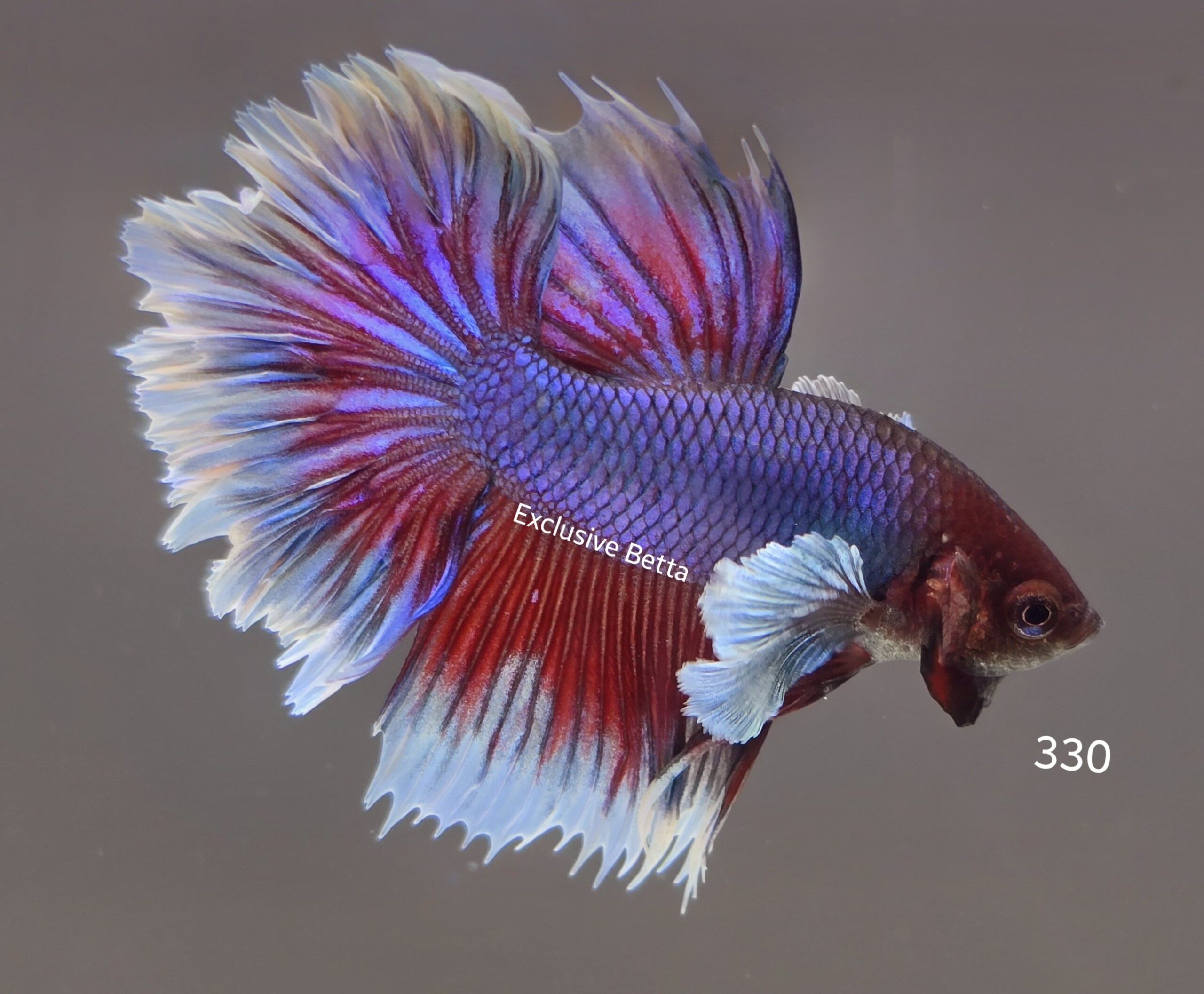 1000410308-scaled.jpg Rosetail Dumbo (M) - Image 1