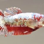 Plakay Copper Koi (F)