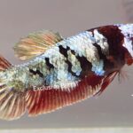 Plakat Copper Koi (F)