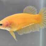 Plakat Super Yellow (F)