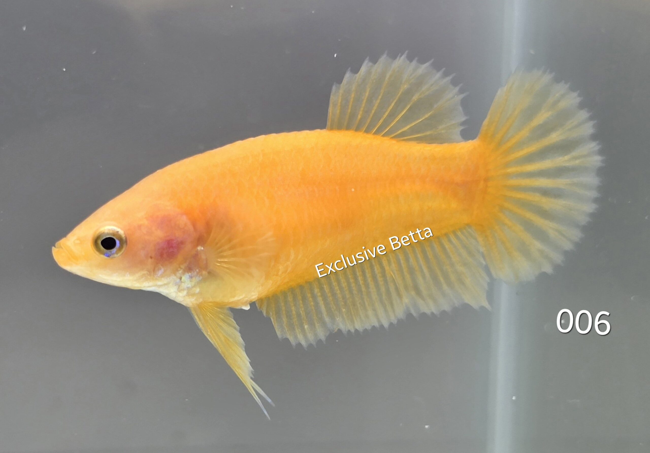 1000470419-scaled.jpg Plakat Super Yellow (F) - Image 1