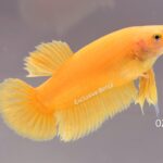 Plakat Super Yellow (M)