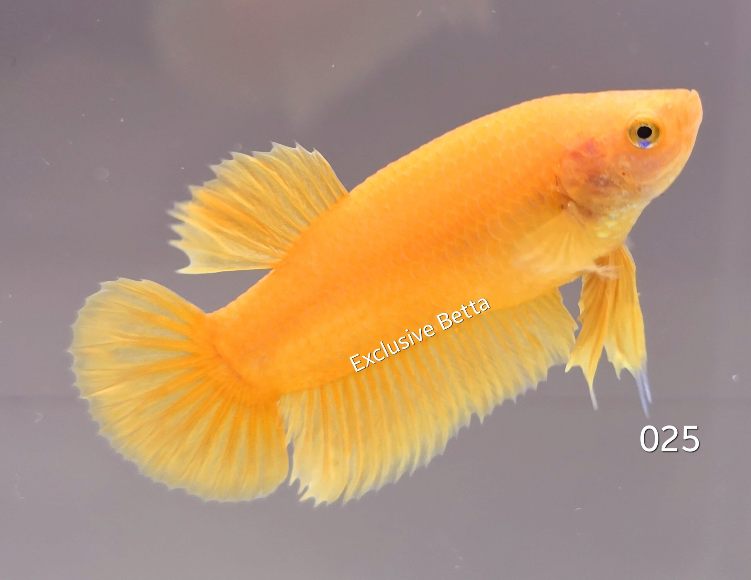 1000470494-scaled.jpg Plakat Super Yellow (M) - Image 1