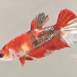 Plakat Galaxy Koi (F)