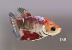 Plakat Galaxy Koi (F) - Image 2