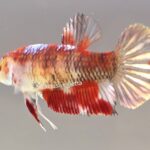 Plakat Galaxy Koi (F)