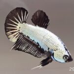 Plakat Black Dragon (M)