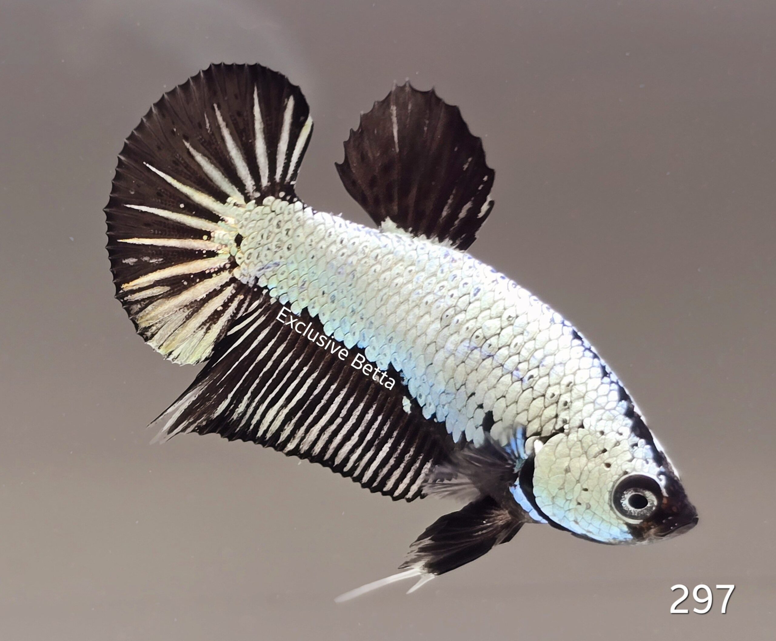 1000486220-scaled.jpg Plakat Black Dragon (M) - Image 1