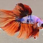 Halfmoon Multicolour (M)