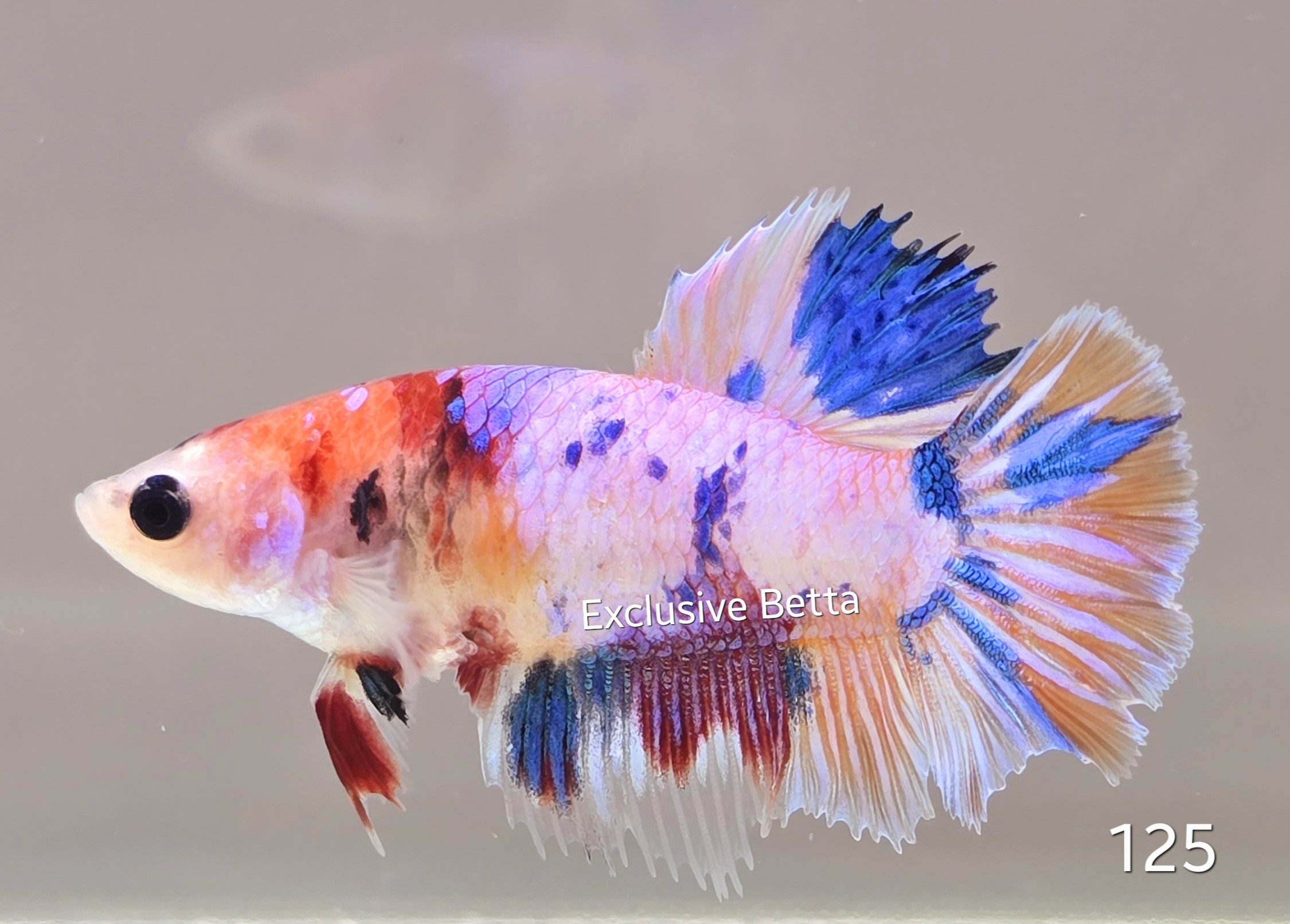 1000509602.jpg Halfmoon Candy (F) - Image 1