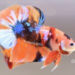 Plakat Giant Candy (M)