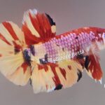 Plakat Giant Candy (M)