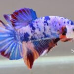 Plakat Multicolour (M)