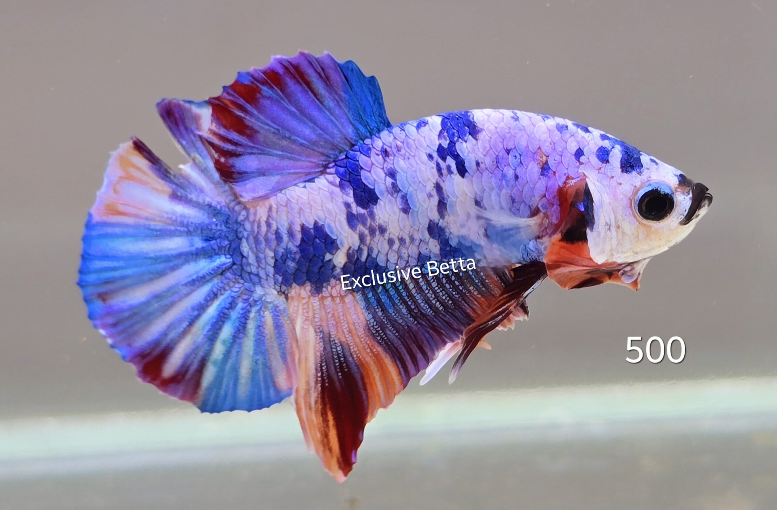 1000510304-scaled.jpg Plakat Multicolour (M) - Image 1