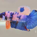 Plakat Multicolour (M)