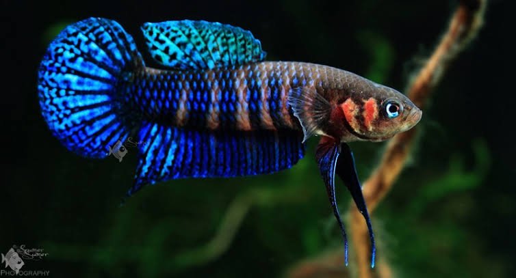 1000513870.jpg Hendra (M) - Image 1