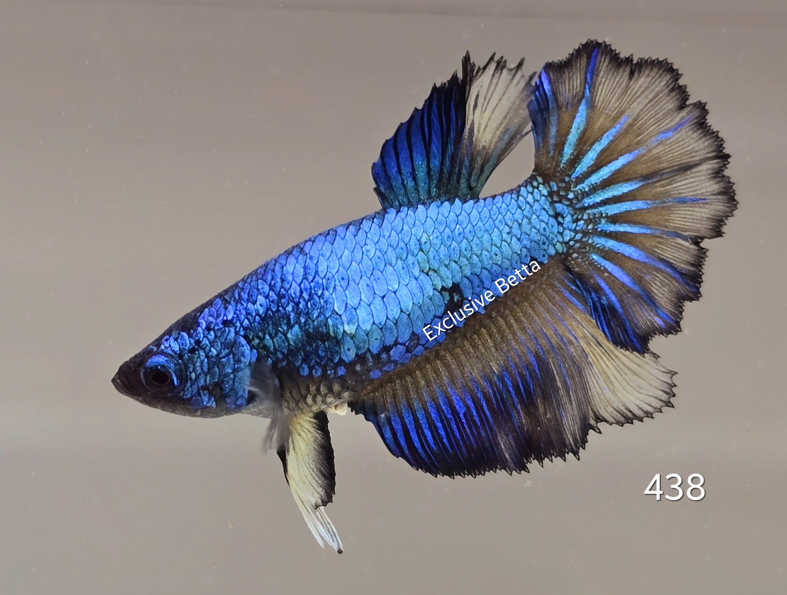 1000522150.jpg Halfmoon Fancy (F) - Image 1