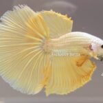 Halfmoon Yellow Dragon (M)