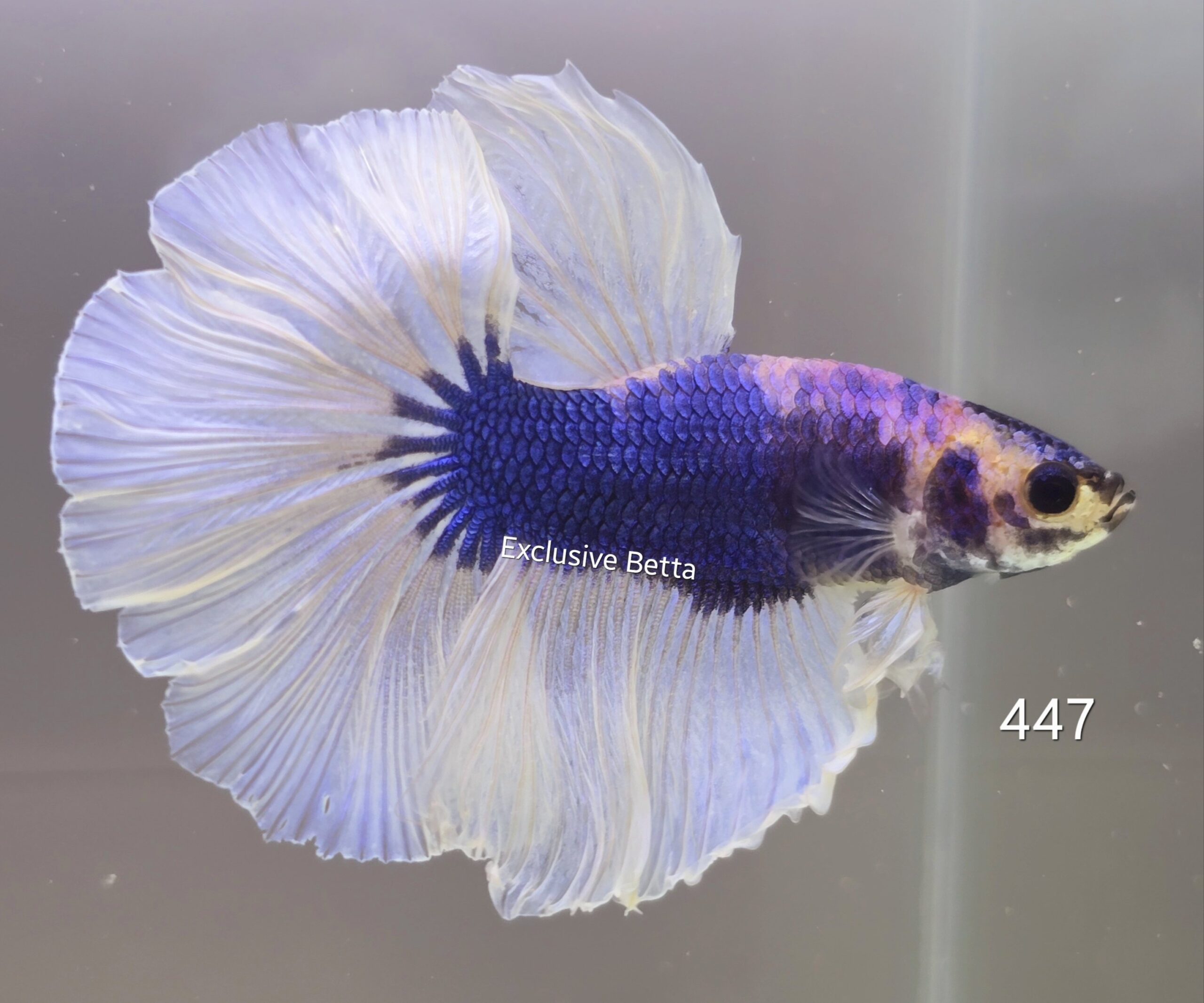 1000522647-scaled.jpg Halfmoon Fancy (M) - Image 1