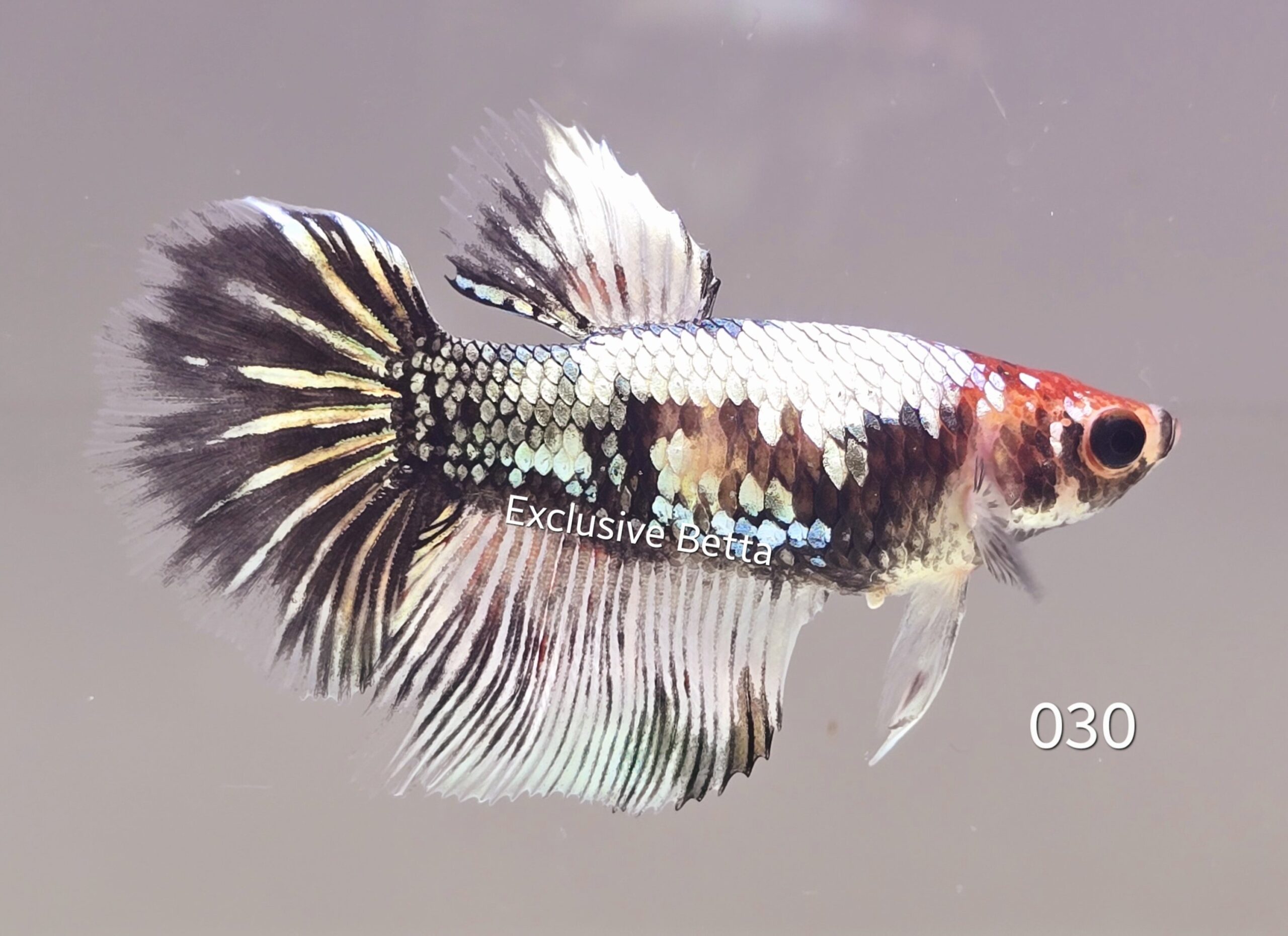 1000540141-scaled.jpg Halfmoon Fancy (F) - Image 1