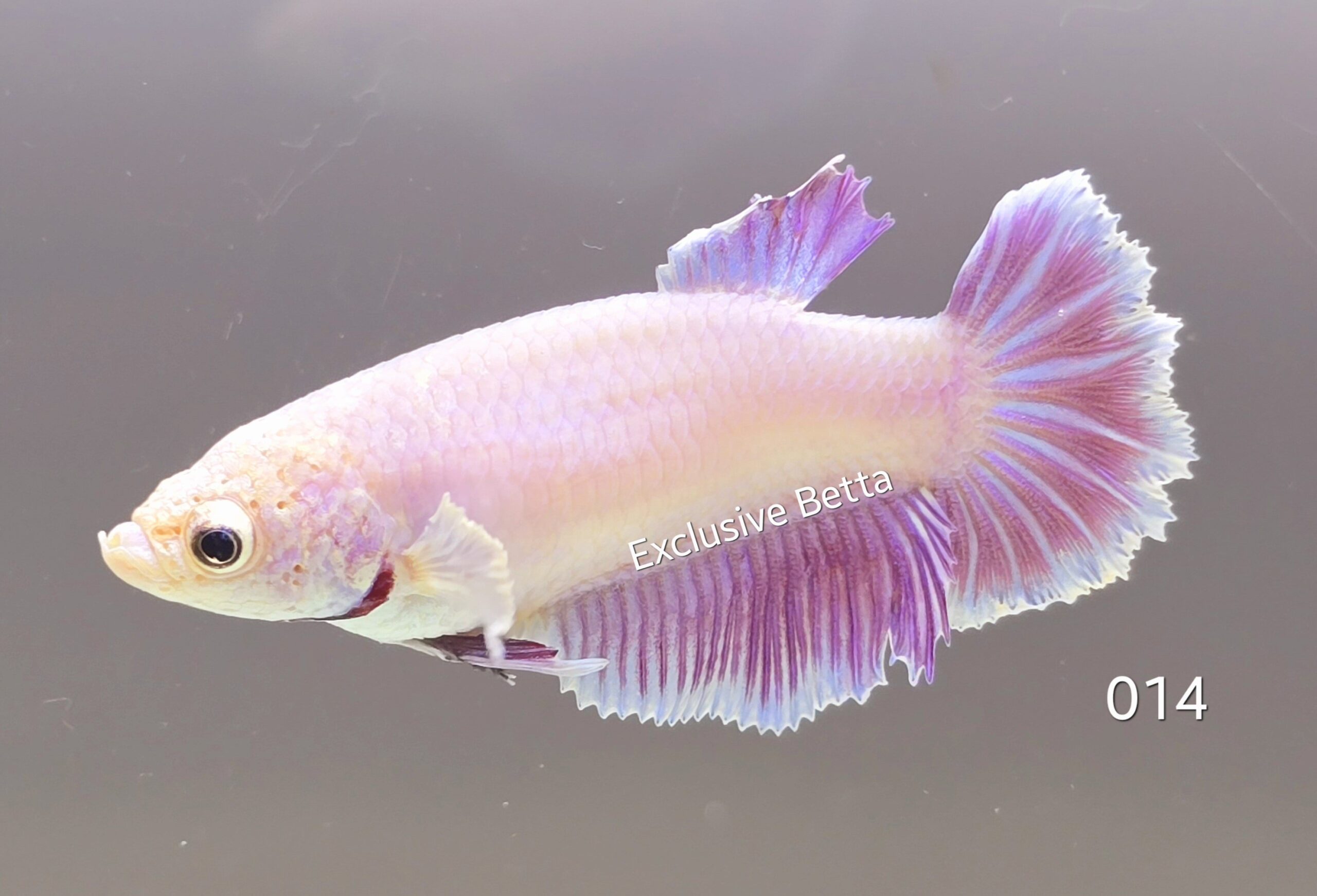 1000540157-scaled.jpg Halfmoon Fancy (F) - Image 1