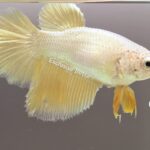 Halfmoon Yellow Dragon (F)