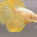 Halfmoon Yellow Dragon (F)